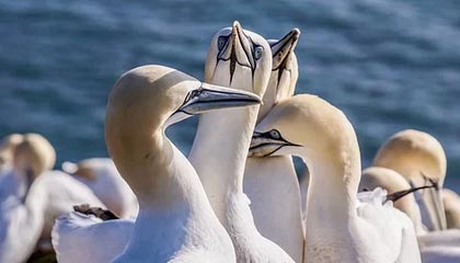 博奥普义眼台使用寿命多久？日常保养技巧分享！