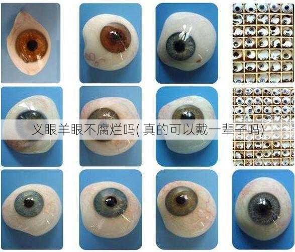 义眼羊眼不腐烂吗( 真的可以戴一辈子吗)
