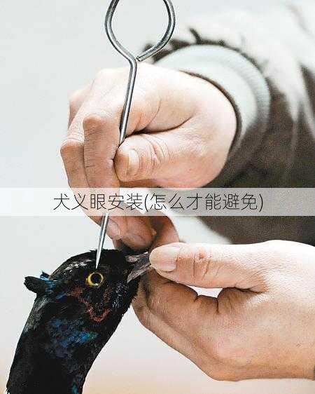 犬义眼安装(怎么才能避免)
