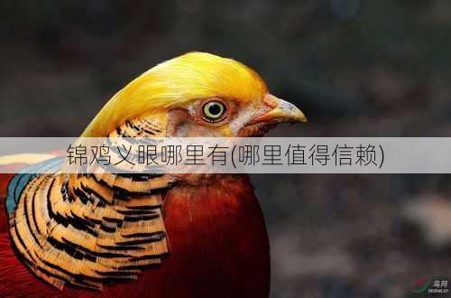 锦鸡义眼哪里有(哪里值得信赖)