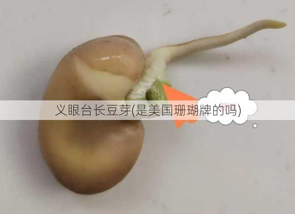 义眼台长豆芽(是美国珊瑚牌的吗)