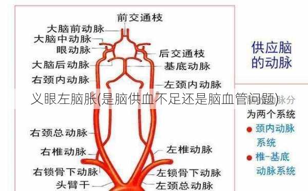 义眼左脑胀(是脑供血不足还是脑血管问题)