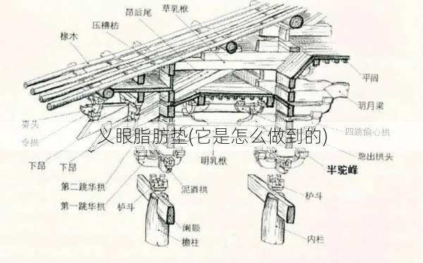 义眼脂肪垫(它是怎么做到的)